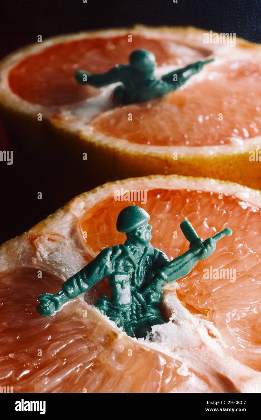 Birth of a soldier grapefruit concept with toy green army man Stock Photo