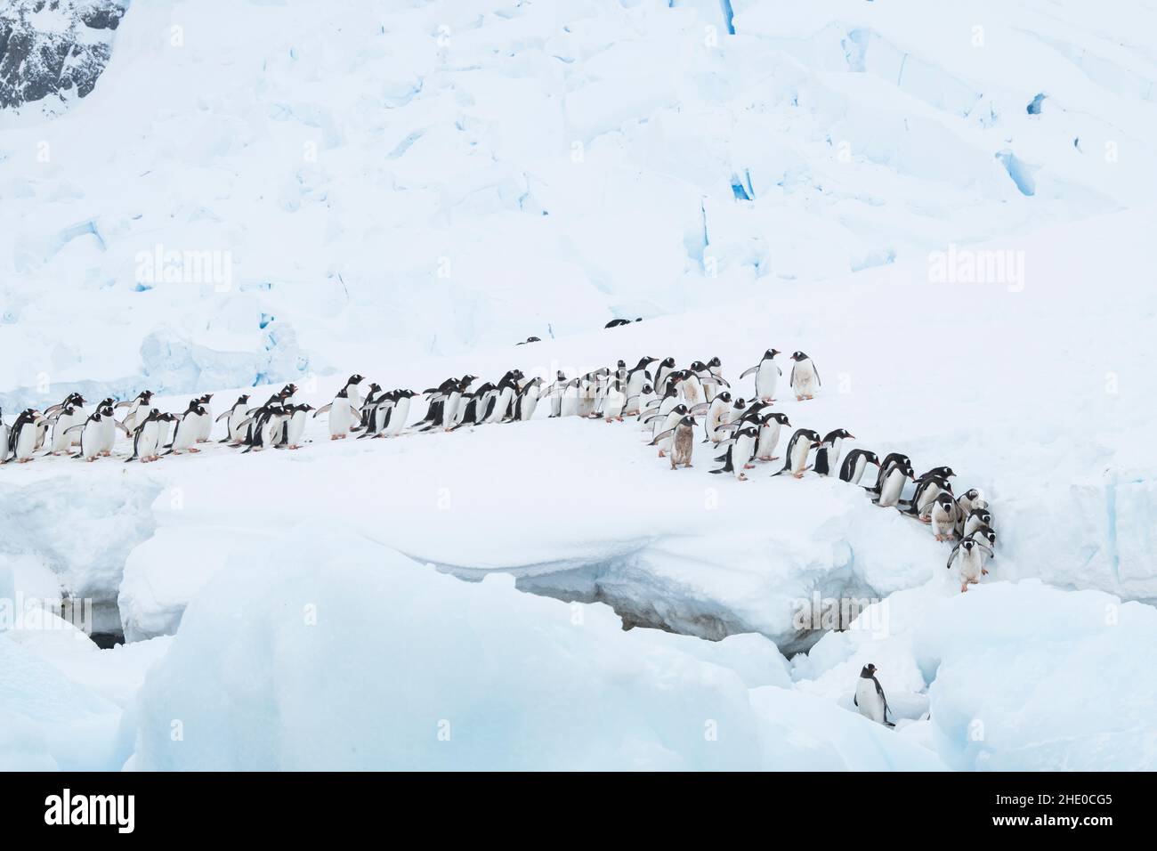 Gentoo penguins march in a line to enter the ocean at Neko Harbor, Antarctica. Stock Photo