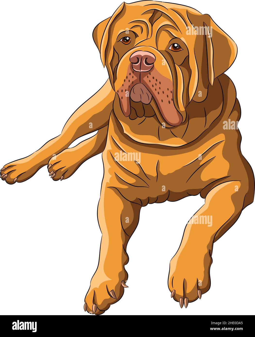 Large red dogue de bordeaux. Vector illustration. Stock Vector