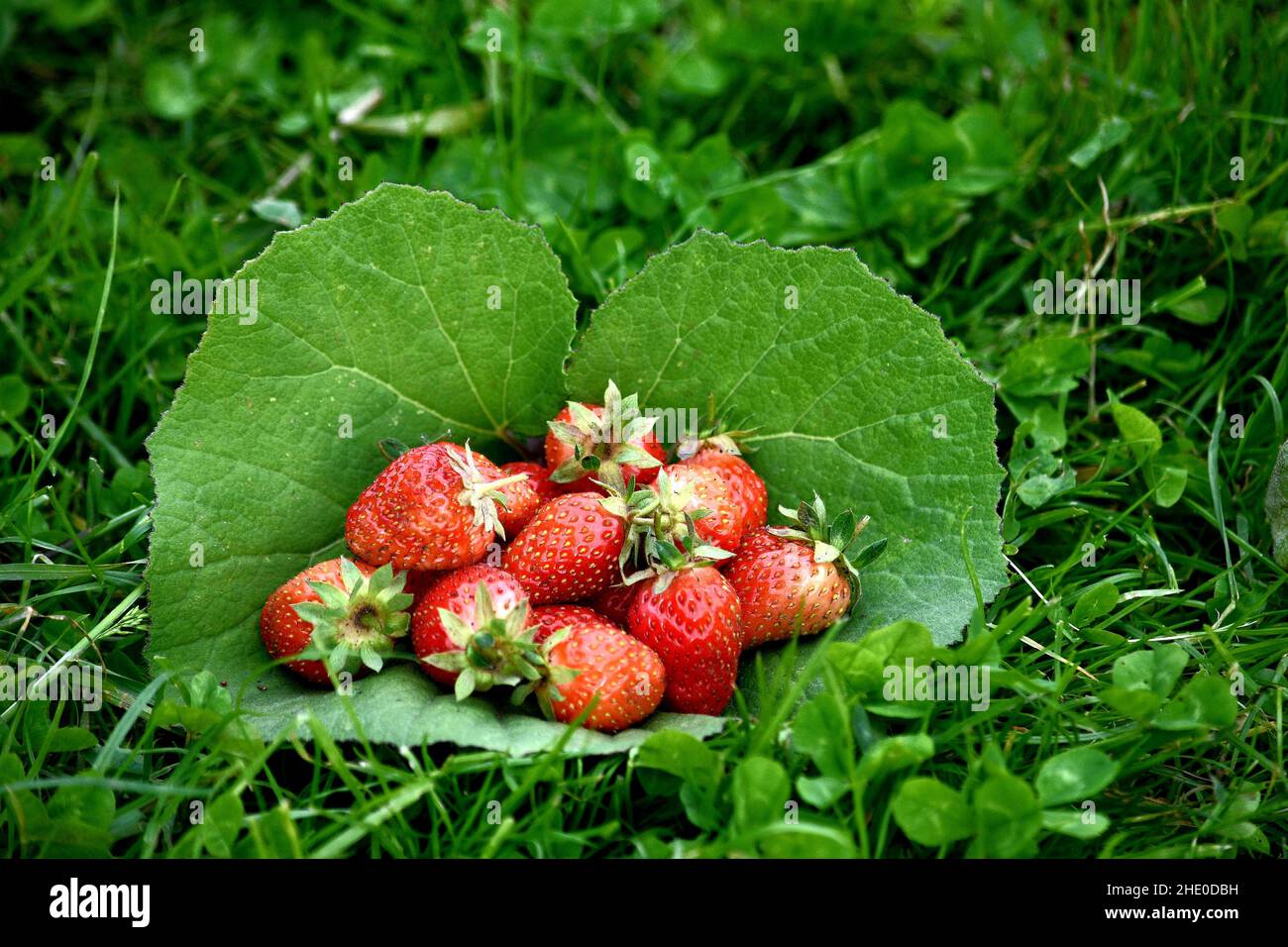 Strawberries garden grass hi-res stock photography and images - Alamy