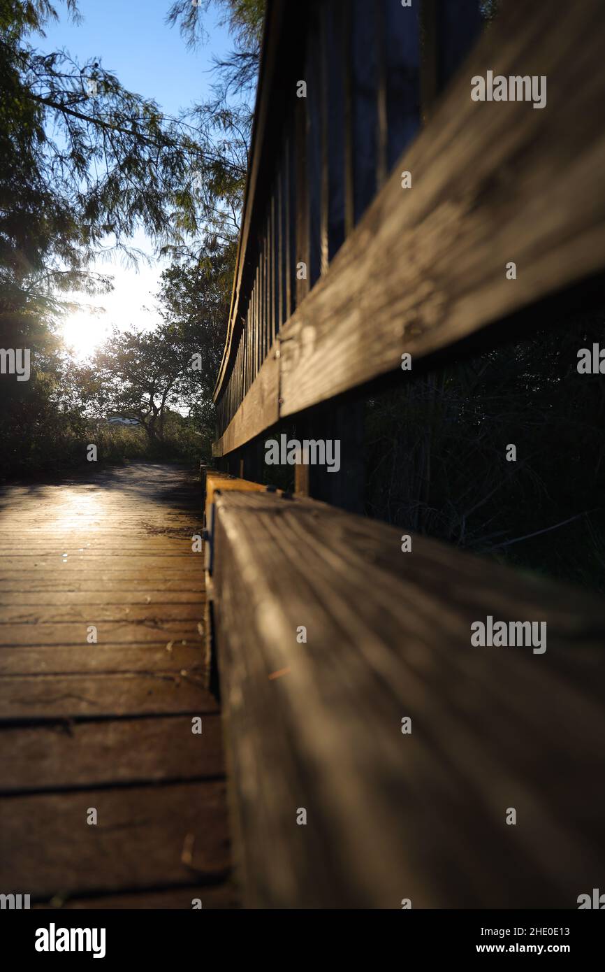 Vertical shot of the wooden deck in a forest with the fences in a sunny ...