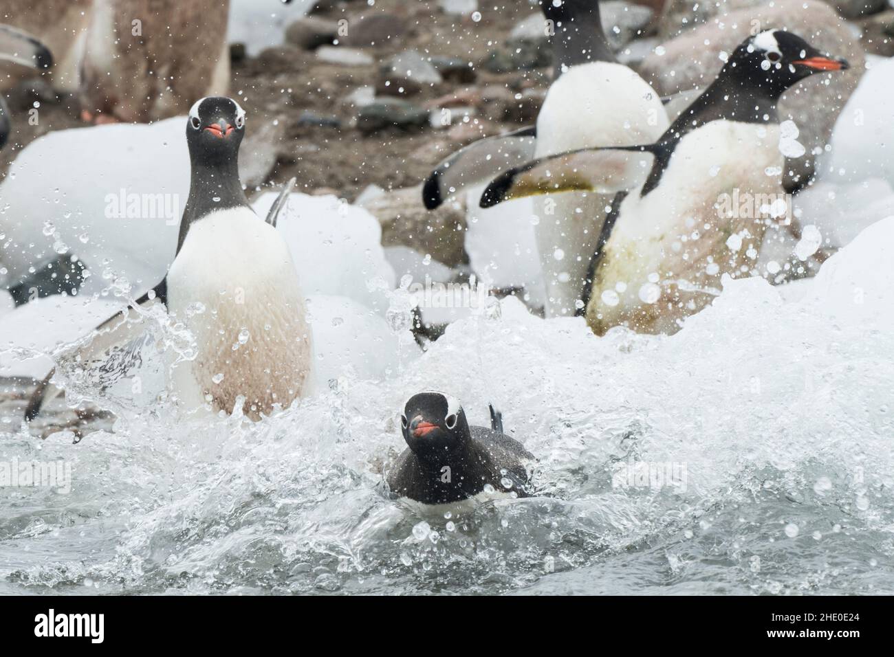 Gentoo penguins swimming hi-res stock photography and images - Alamy