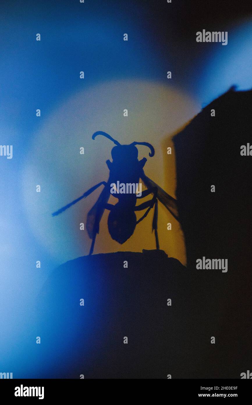 Retro stylized grainy wasp silhouette with yellow and blue resembling a “wasp signal” Stock Photo