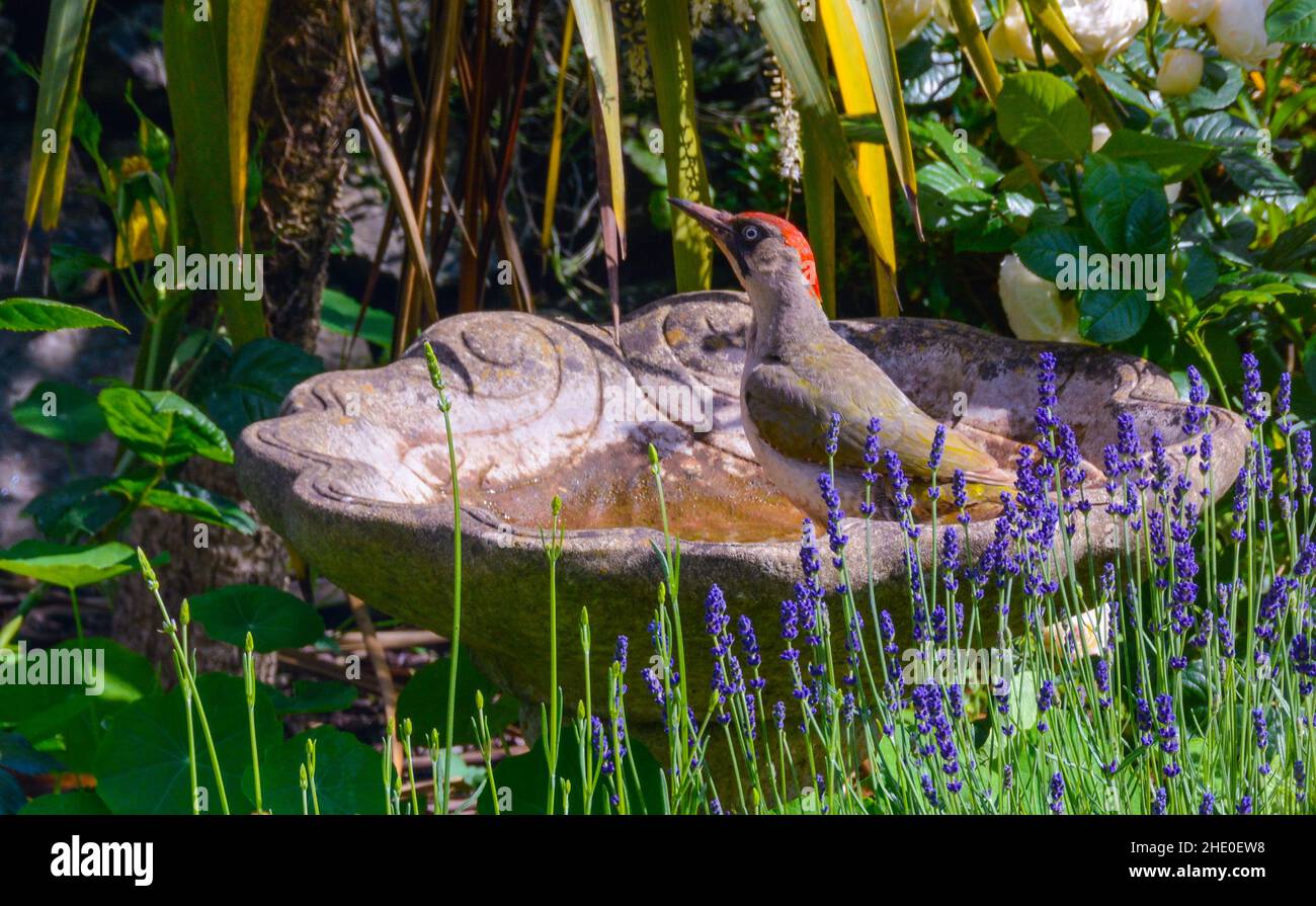 Green Woodpecker on stone bird-bath Stock Photo