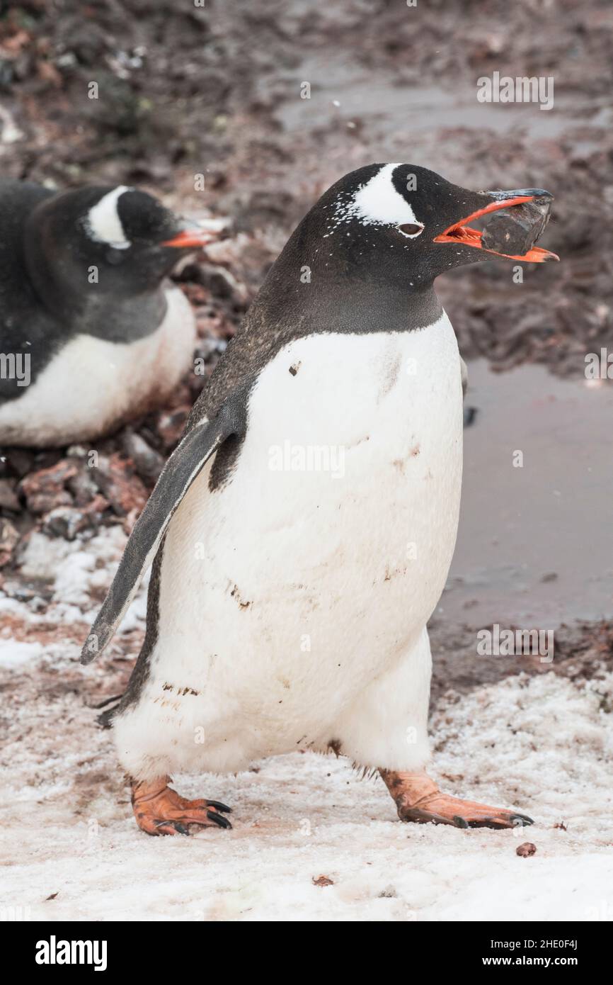 Stealing Rocks Adelie Penguins Stealing Rocks