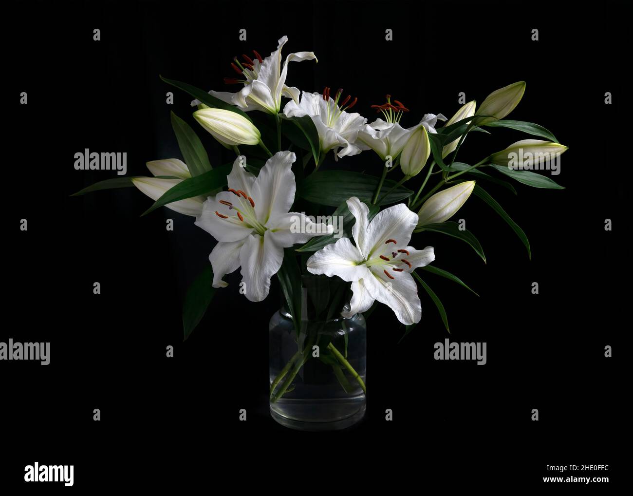 Bouquet of beautiful elegant white lilies in a glass vase with a Black blackground Stock Photo