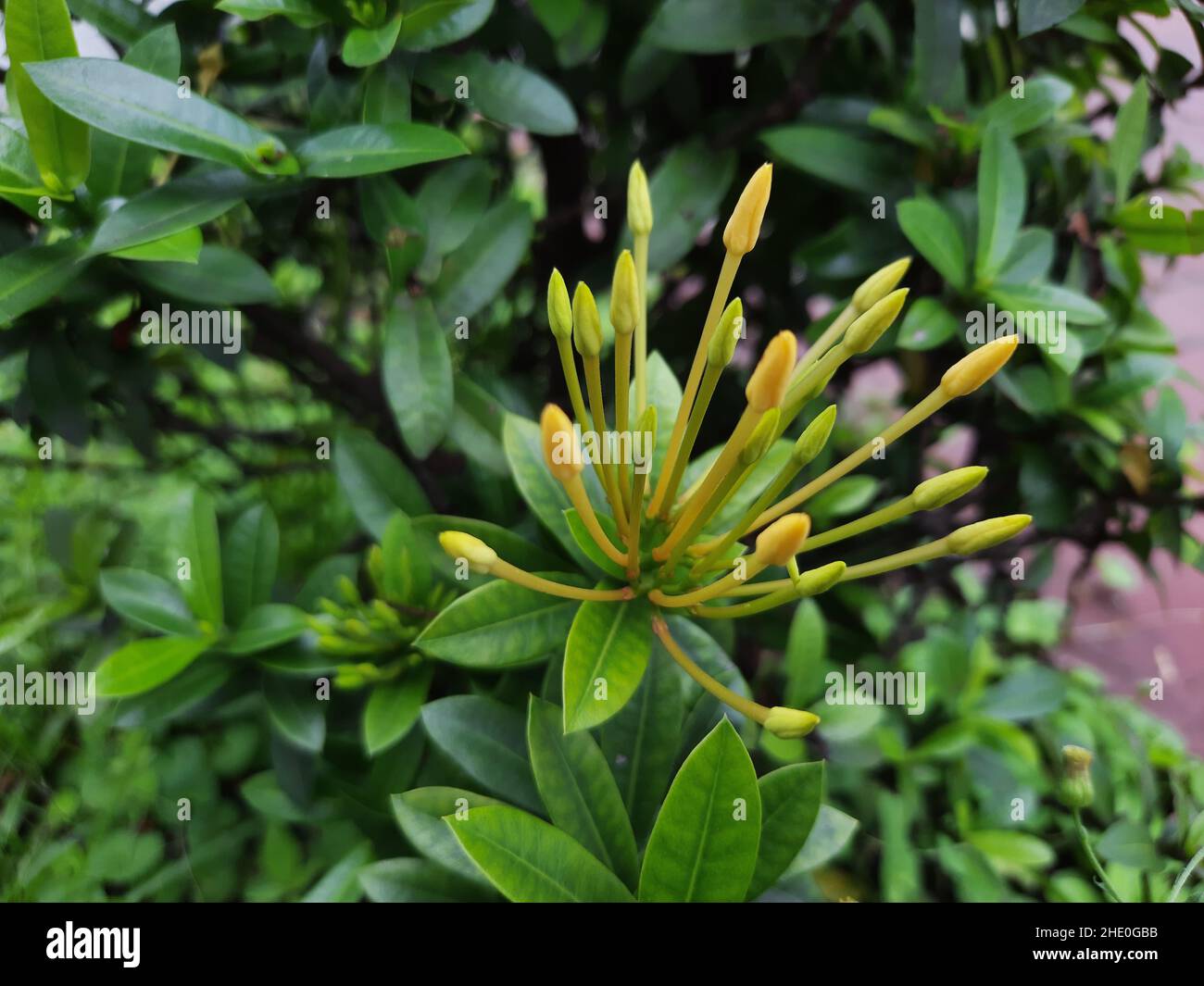 Closeup of a rhododendron flower with yellow cocoons on green leaves background Stock Photo