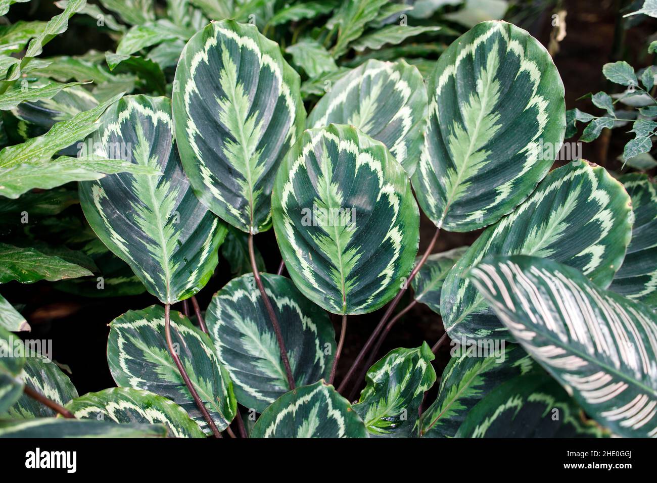 Calathea roseopicta, the rose-painted calathea, is a species of plant in the family Marantaceae, native to northwest Brazil. Stock Photo