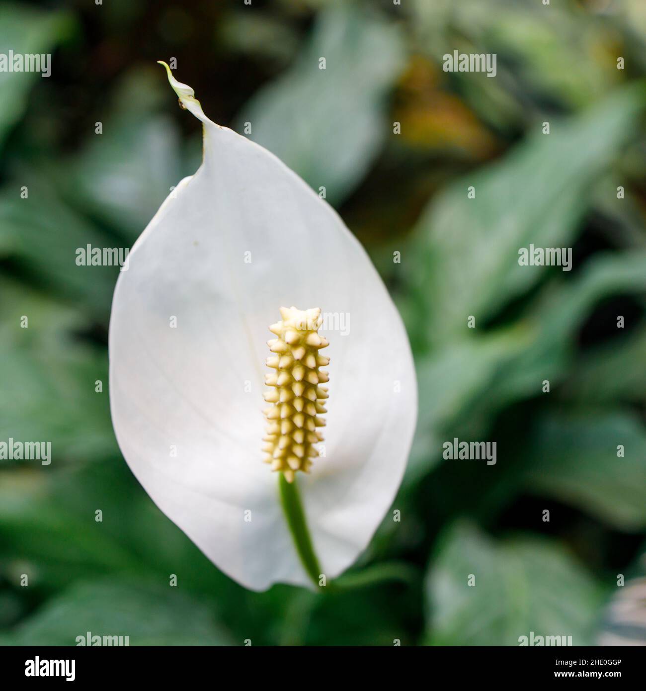 Anthurium Andraeanum Is A Flowering Plant Species In The Family Araceae anthurium-andraeanum-is-a-flowering-plant-species-in-the-family-araceae