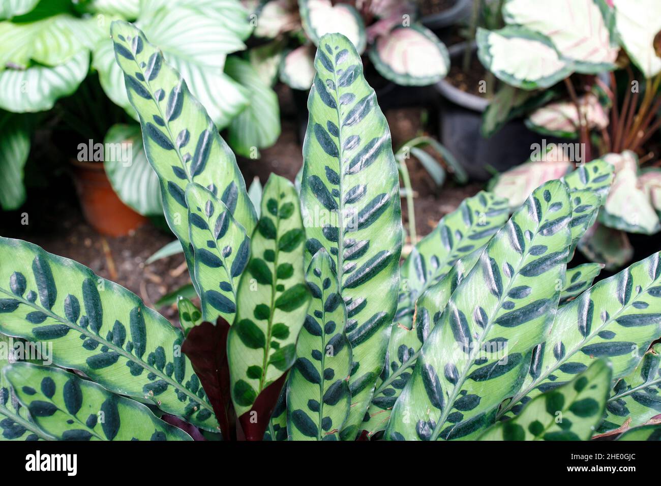 Goeppertia insignis, the rattlesnake plant, is a species of flowering plant in the Marantaceae family, native to Rio de Janeiro state in Brazil. Stock Photo