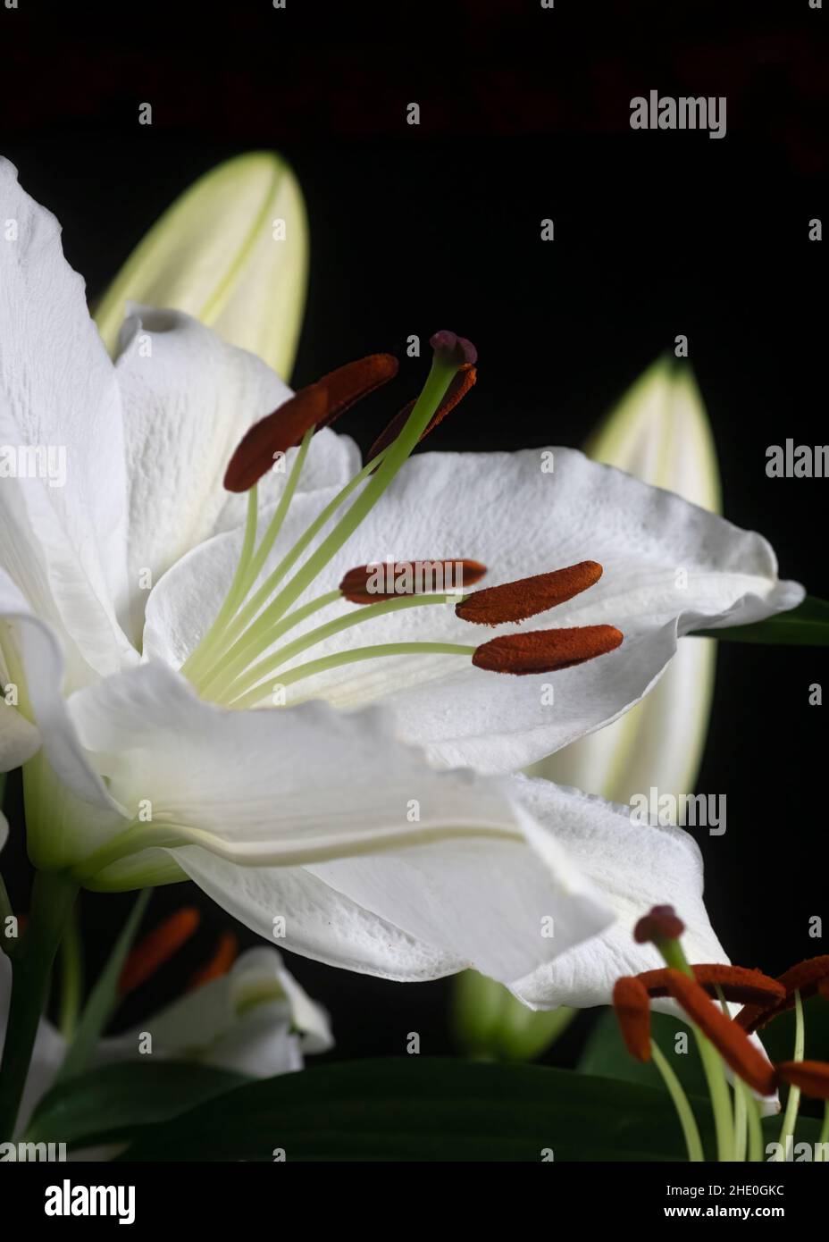 close up of a beautiful elegant white lily focus on the stamen, Black blackground  copy space at the top of this  vertical Image, ideal for graphic re Stock Photo