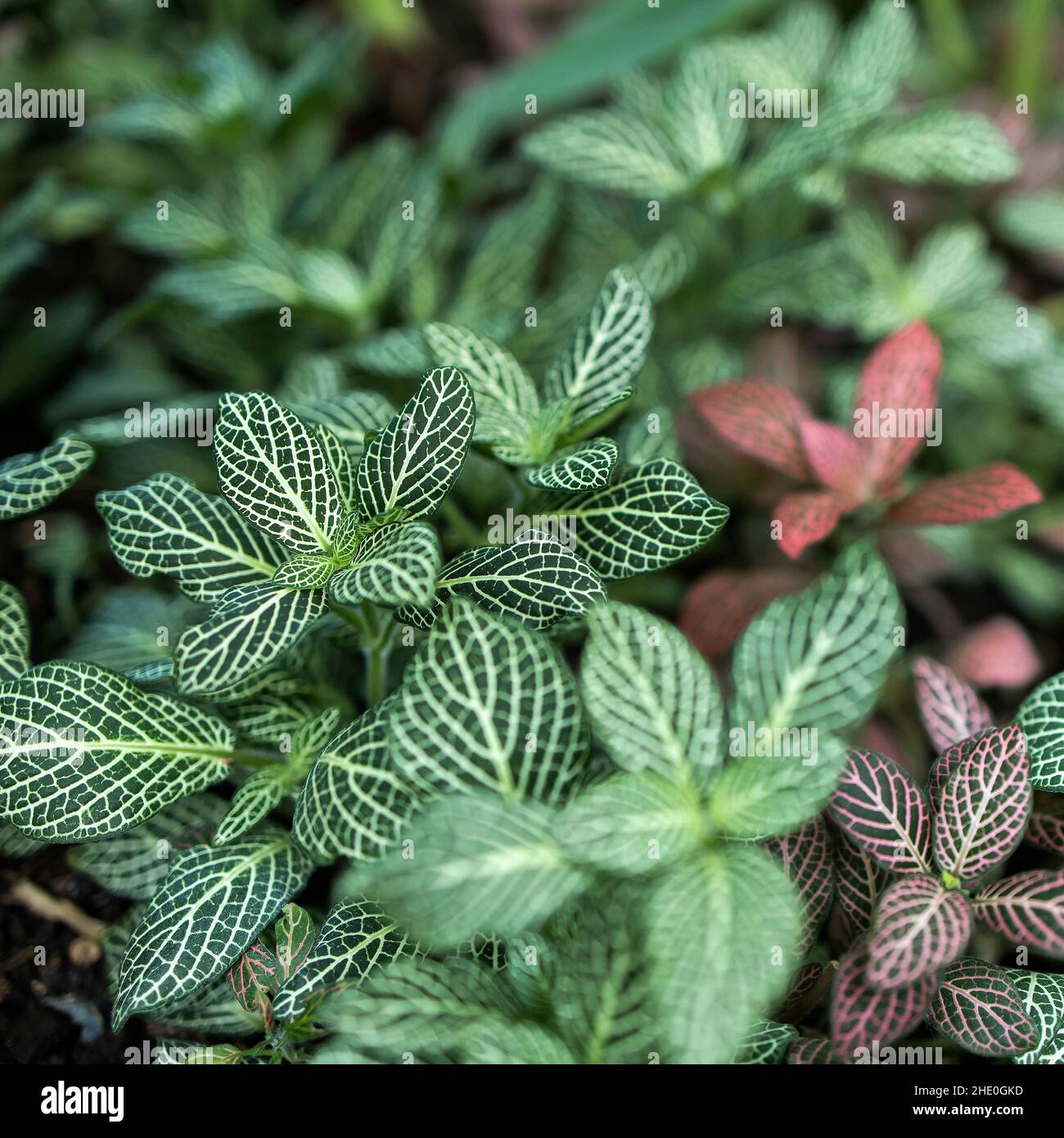 Fittonia albivenis is a species of flowering plant in the family Acanthaceae, native to the rainforests of Colombia, Peru, Bolivia Stock Photo