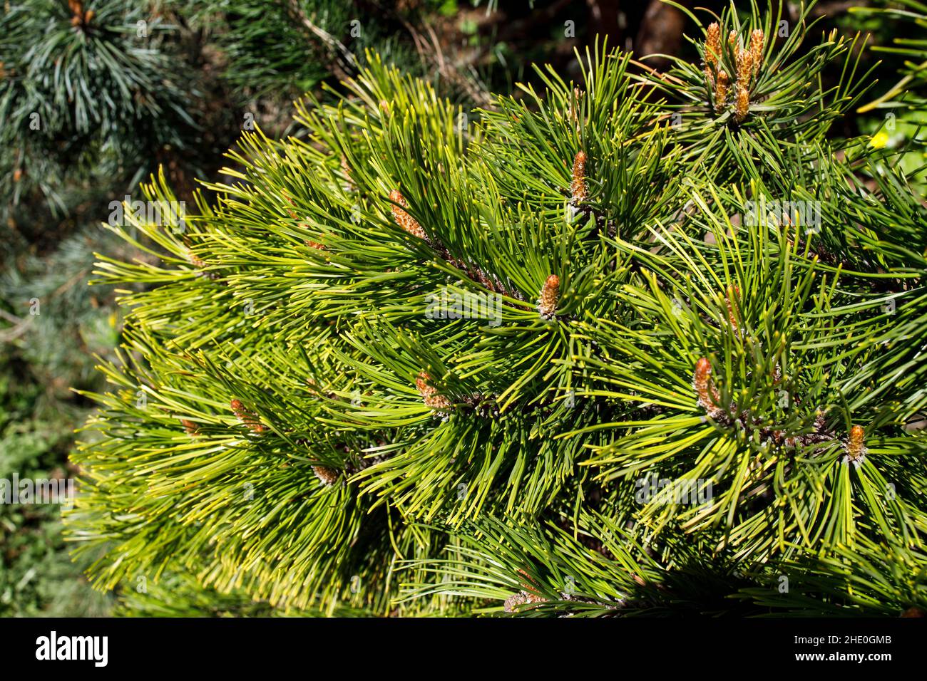 Young shoots of pine in sunny weather in the botanical garden Stock Photo