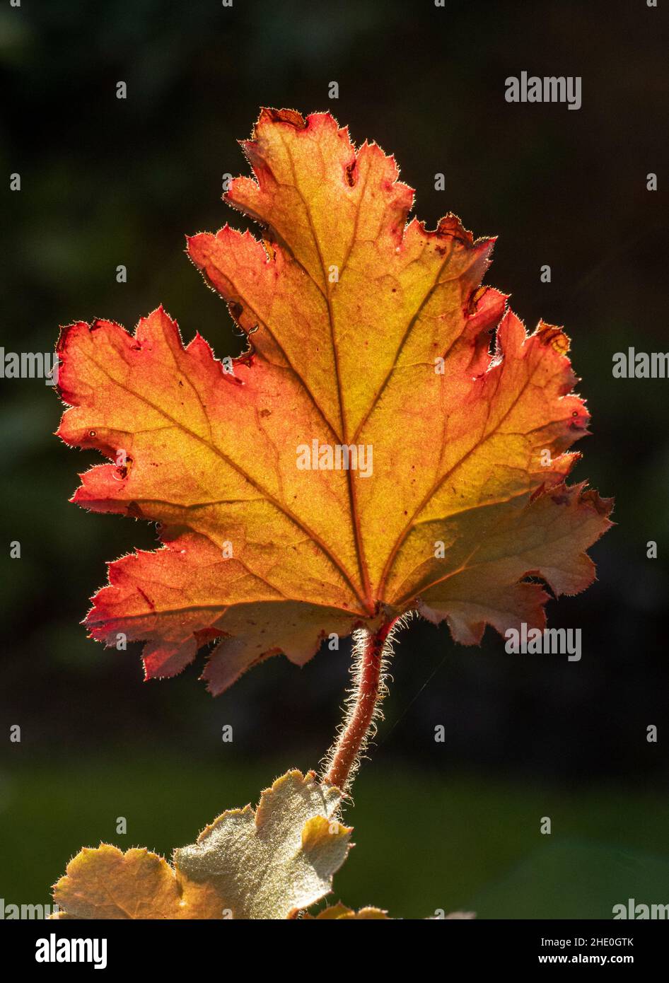 Closeup of a backlit Heuchera 'Marmalade' leaf growing in  a UK garden Stock Photo