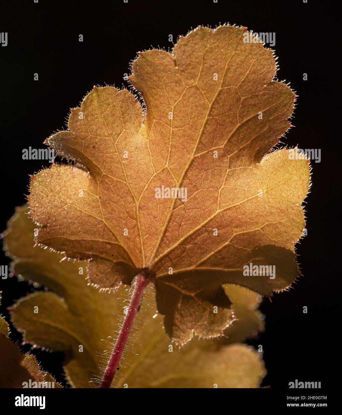 Closeup of a backlit Heuchera 'Marmalade' leaf growing in  a UK garden Stock Photo