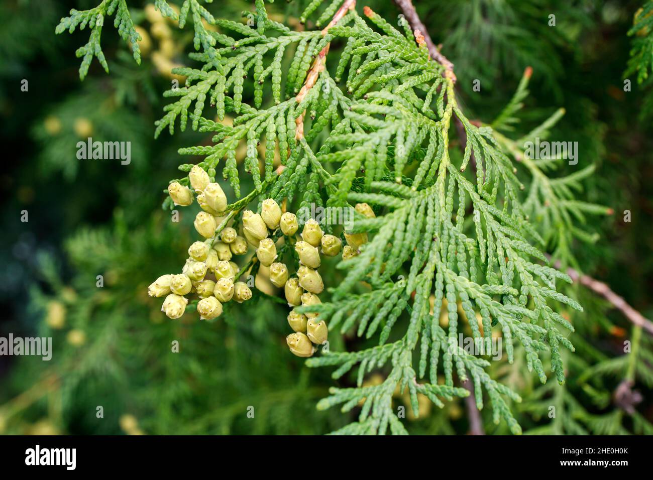 Thuja branch with berries is in the autumn park Stock Photo