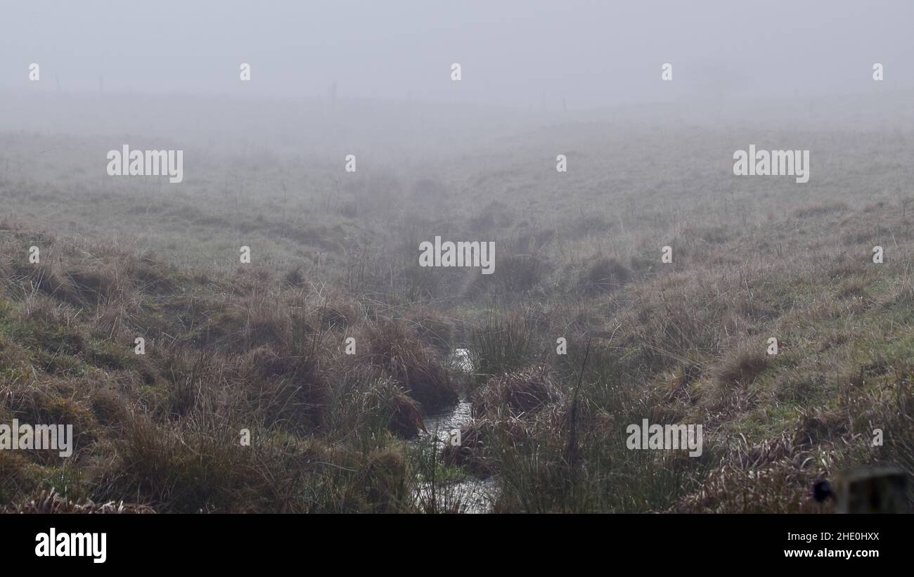 Field fog grass hi-res stock photography and images - Alamy