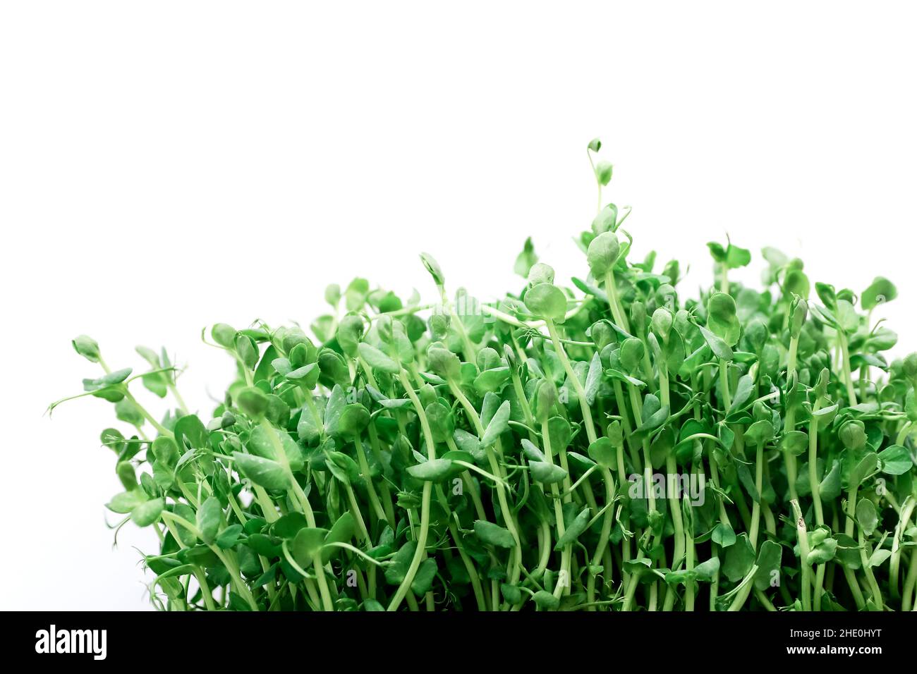 Pea sprouts germinating in soil on white background Stock Photo