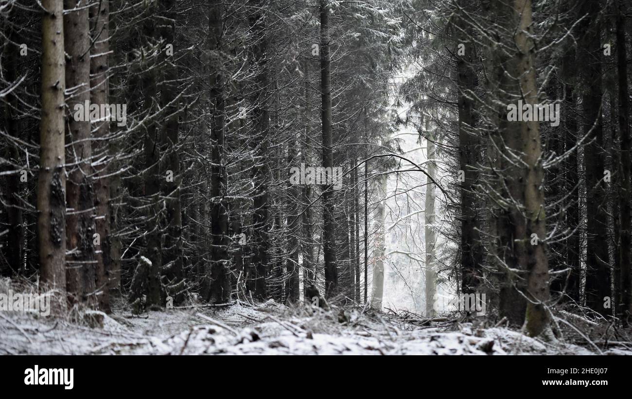 Misty landscape fir forest hi-res stock photography and images - Alamy