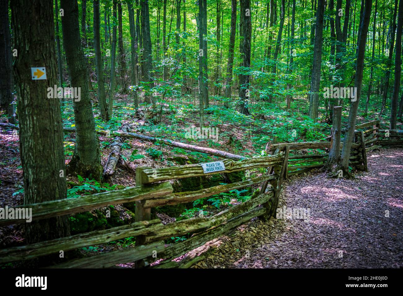 Beautiful shot of a forest during the day Stock Photo - Alamy