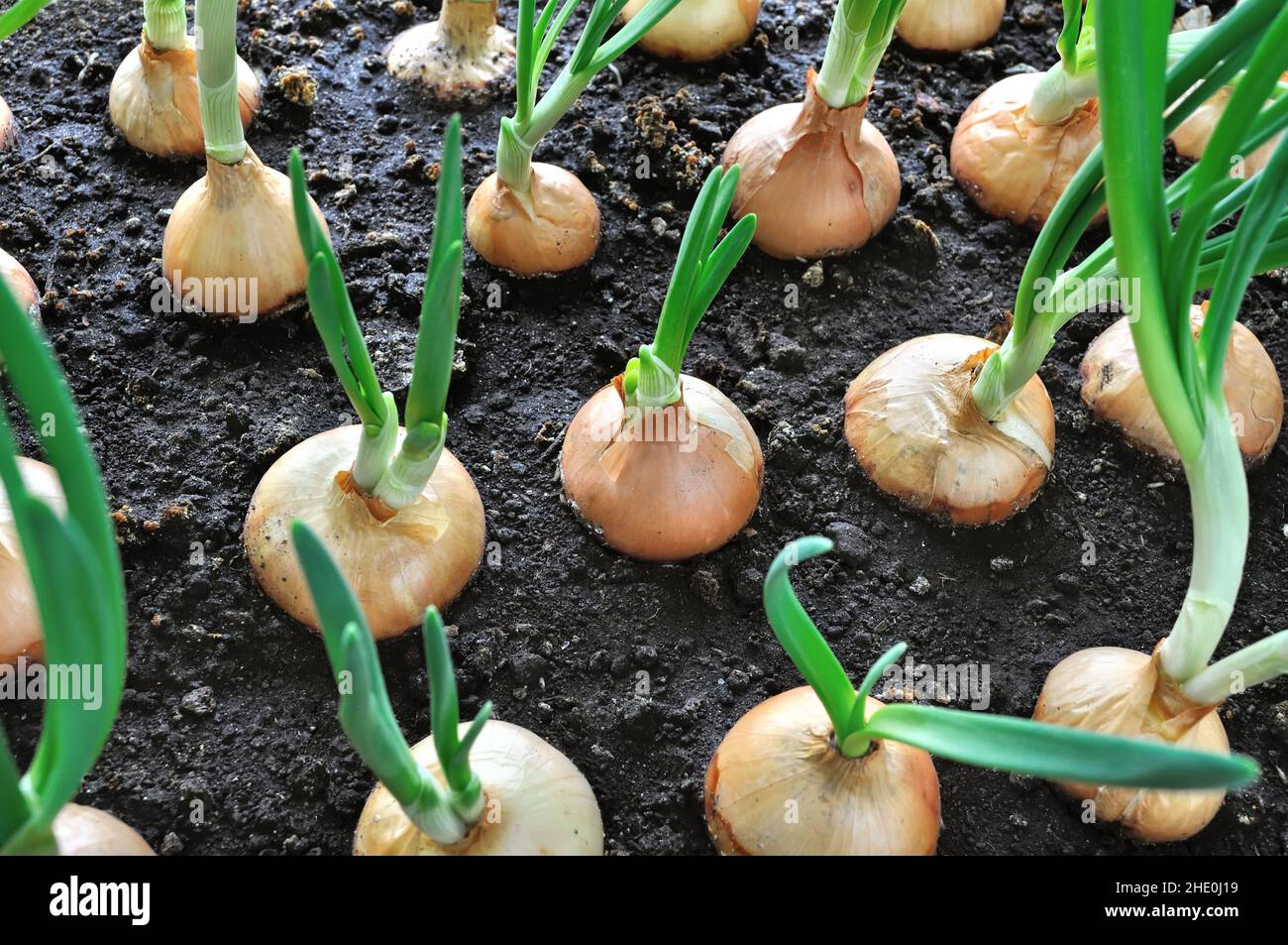close-up of growing green onion in the vegetable garden Stock Photo - Alamy