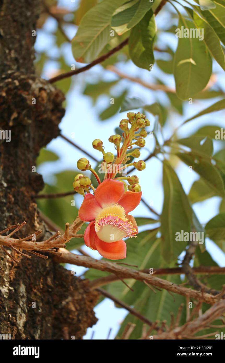 Beautiful Sal Flower or Shorea Robusta Blossoming on the Tree Stock Photo