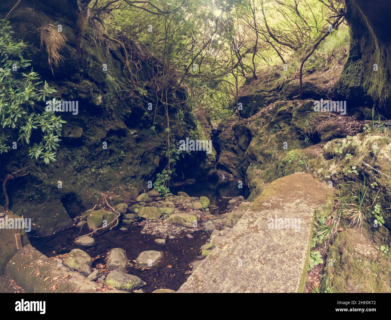 Hiking through old forest along water, exploring 25 waterfall on Madeira. Stock Photo