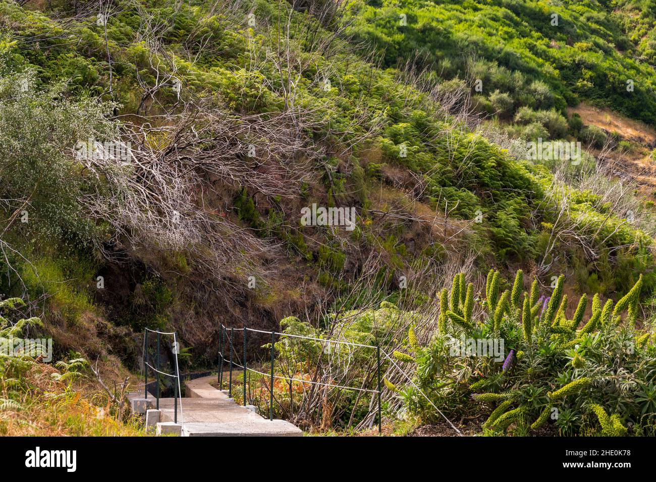 Hiking through old forest along water, exploring 25 waterfall on Madeira. Stock Photo