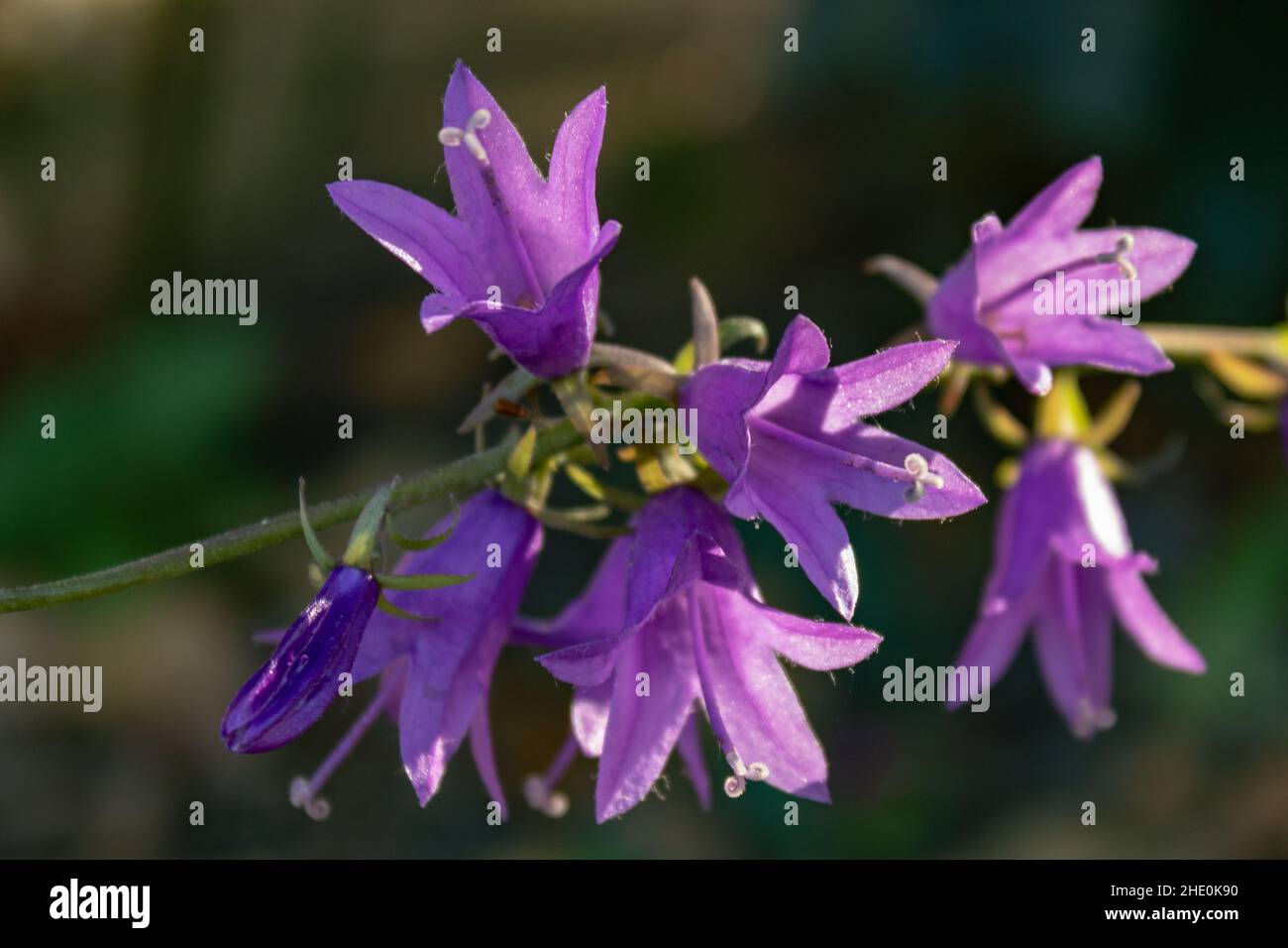 Purple bellflower (Campanula rapunculus) in autumn in sunlight, close up and selective focus Stock Photo