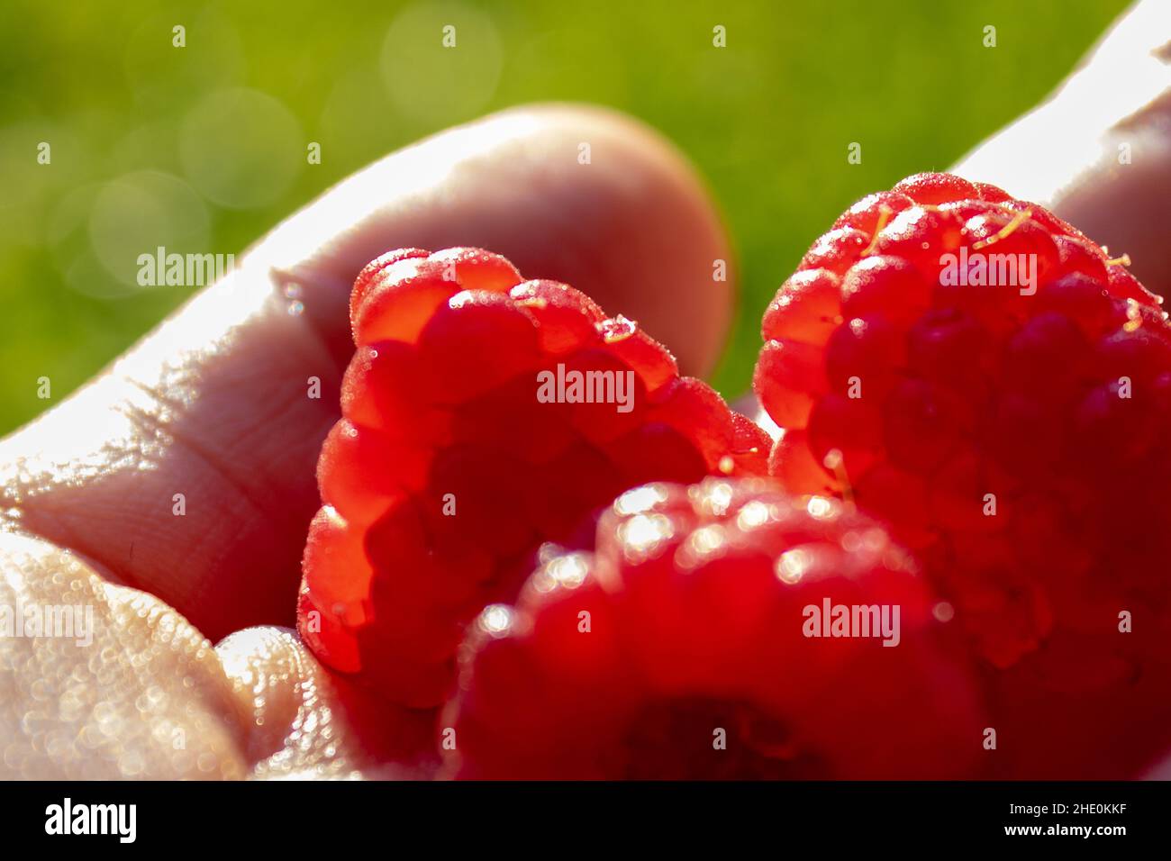 Close up of ripe raspberries in hand against green background. healthy summer food Stock Photo