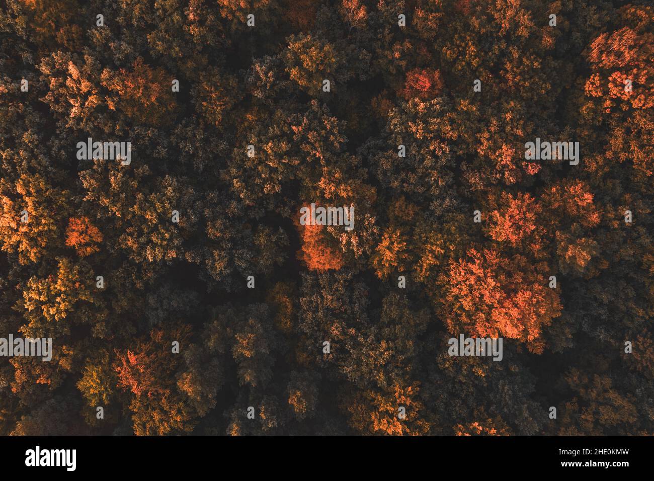 Aerial top view of the autumn forest under the golden sunset light ...