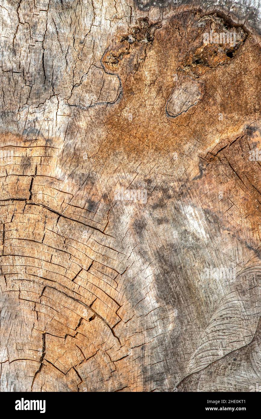 The surface of the wood is cracked and moldy. Texture of an old tree stump with deep cracks and knots close-up Stock Photo