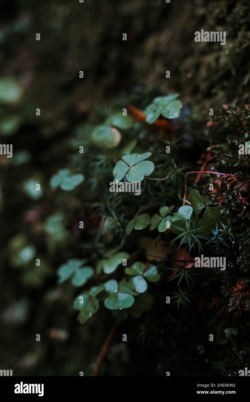 Selective focus shot of green leaves of a plant and grass Stock Photo ...