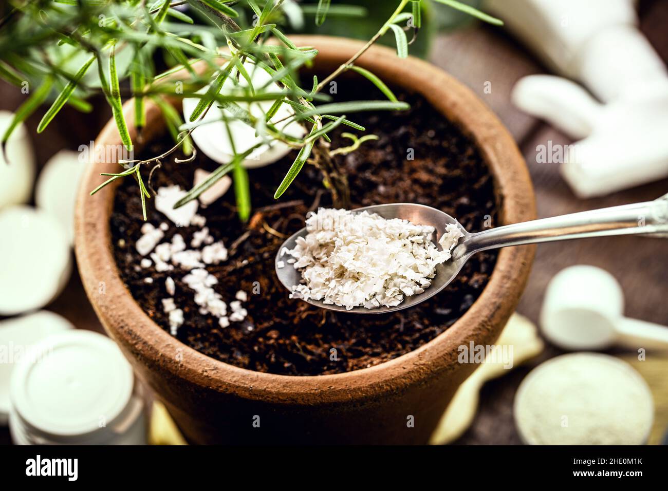 food scraps used as compost, eggshell as plant root vitamin Stock Photo