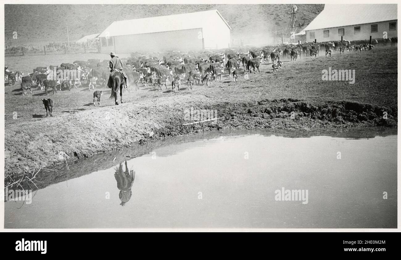 1940s Cows High Resolution Stock Photography and Images - Alamy