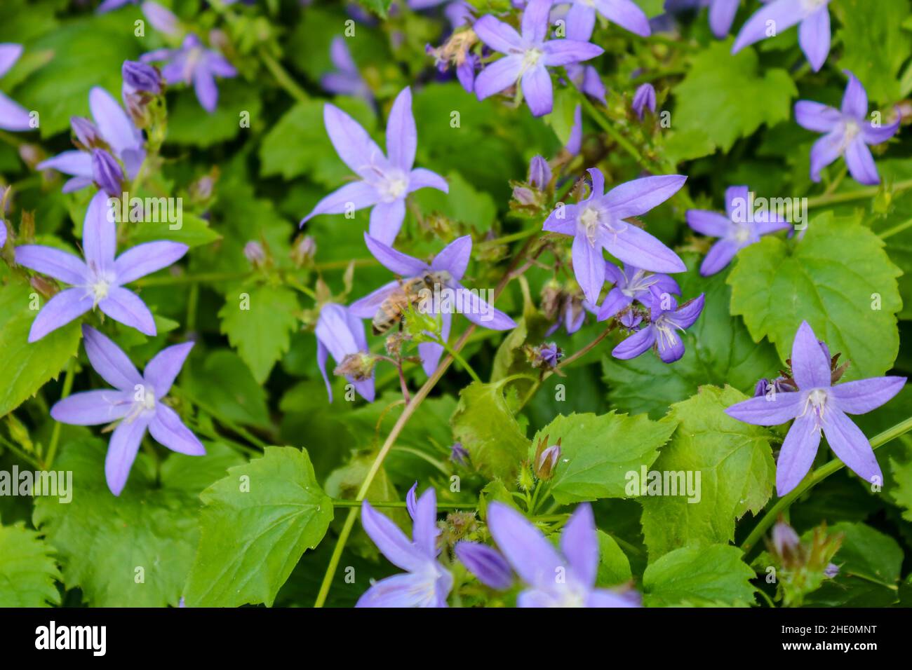 Purple flowering serbian bellflower (Campanula poscharskyana) or Lisduggan with green leaves in Germany Stock Photo