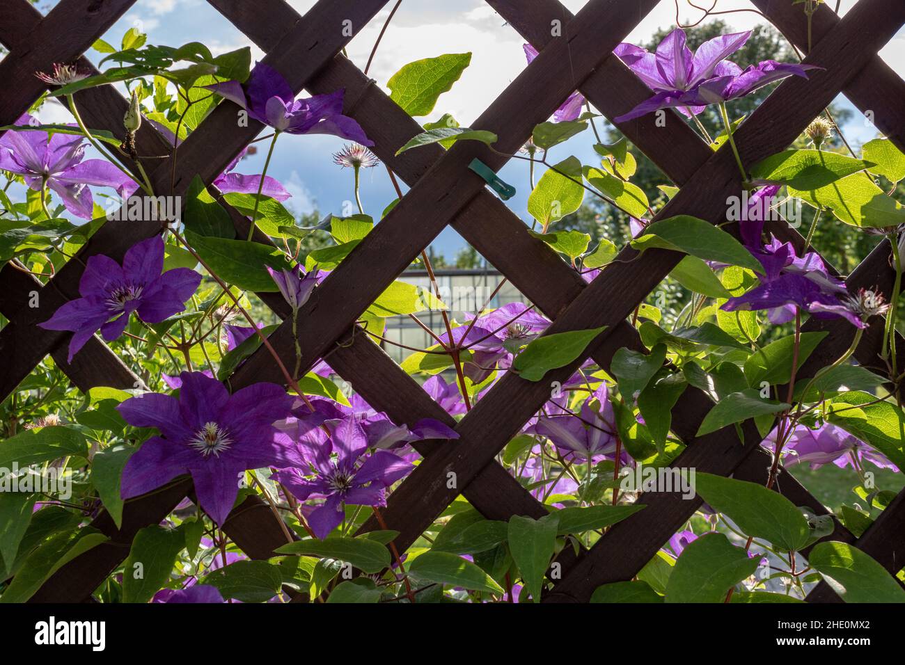 Closeup of purple climbing clematis flowers (Clematis viticella) with green leaves on wooden fence in the garden. Stock Photo