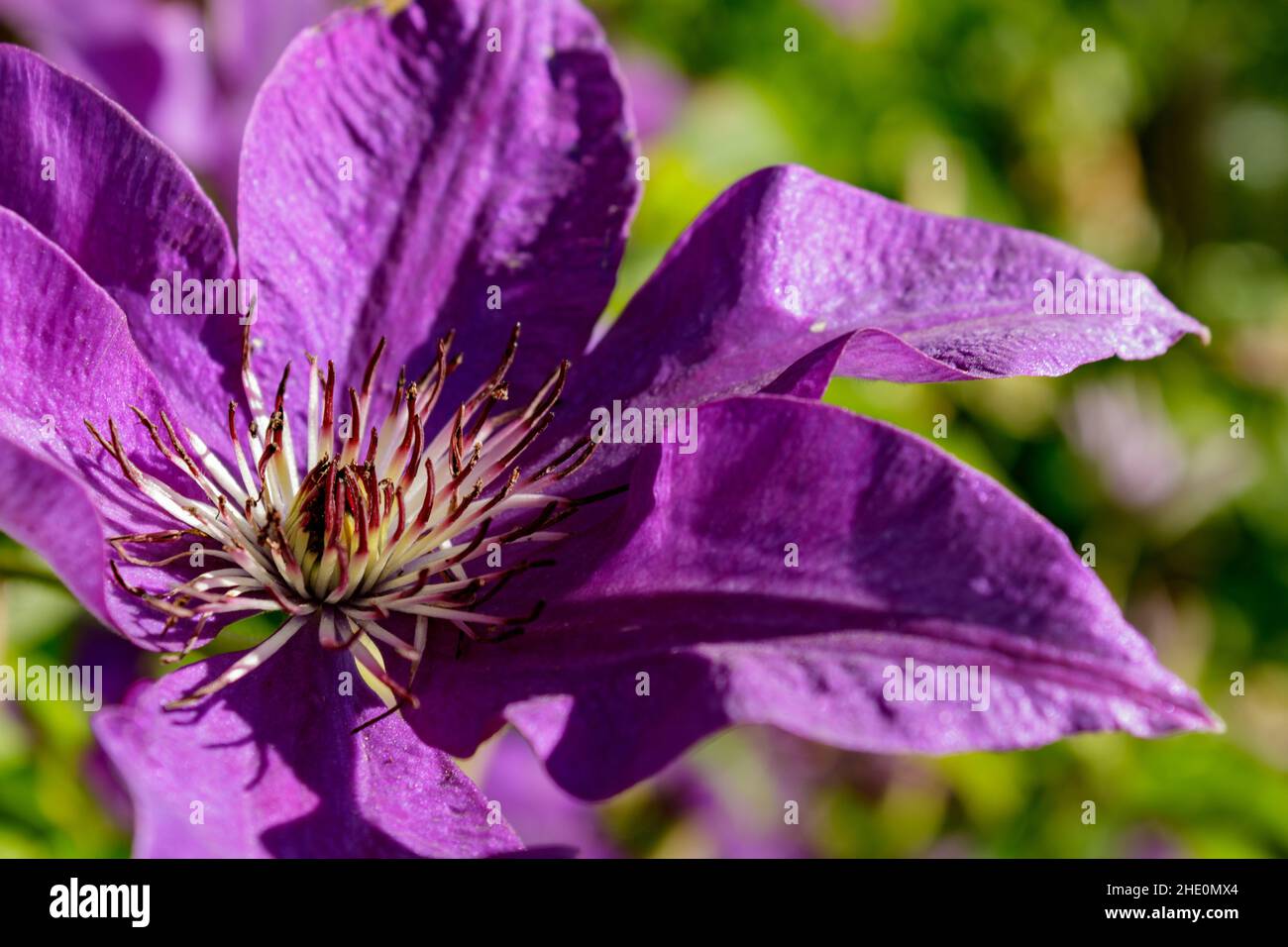 Close up of purple clematis flower (Clematis viticella) also known as Italian leather flower. Macro shot of single purple blossom. Stock Photo