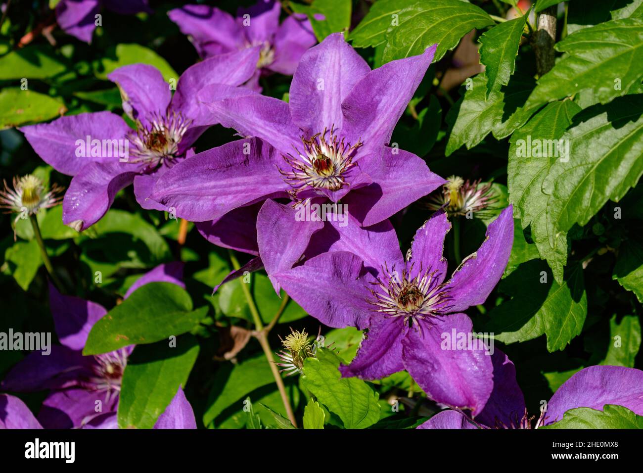 Close up of purple clematis flowers (Clematis viticella) also kwon as Italian leather flower against green leaves background. Popular climber Stock Photo