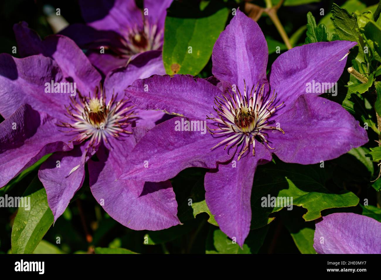 Close up of purple clematis blossom (Clematis viticella) also kwon as Italian leather flower. Selective focus of purple clematis flower against green Stock Photo