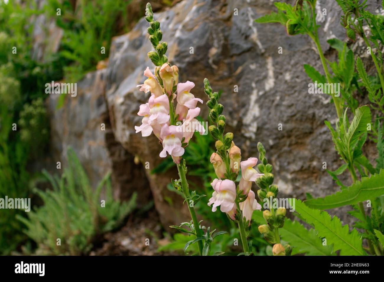 Close up of dragon flowers (Antirrhinum majus) or snapdragons in rocky area Stock Photo