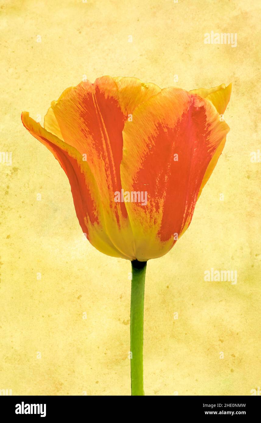Red and yellow tulip flower stem isolated on textured background Stock ...