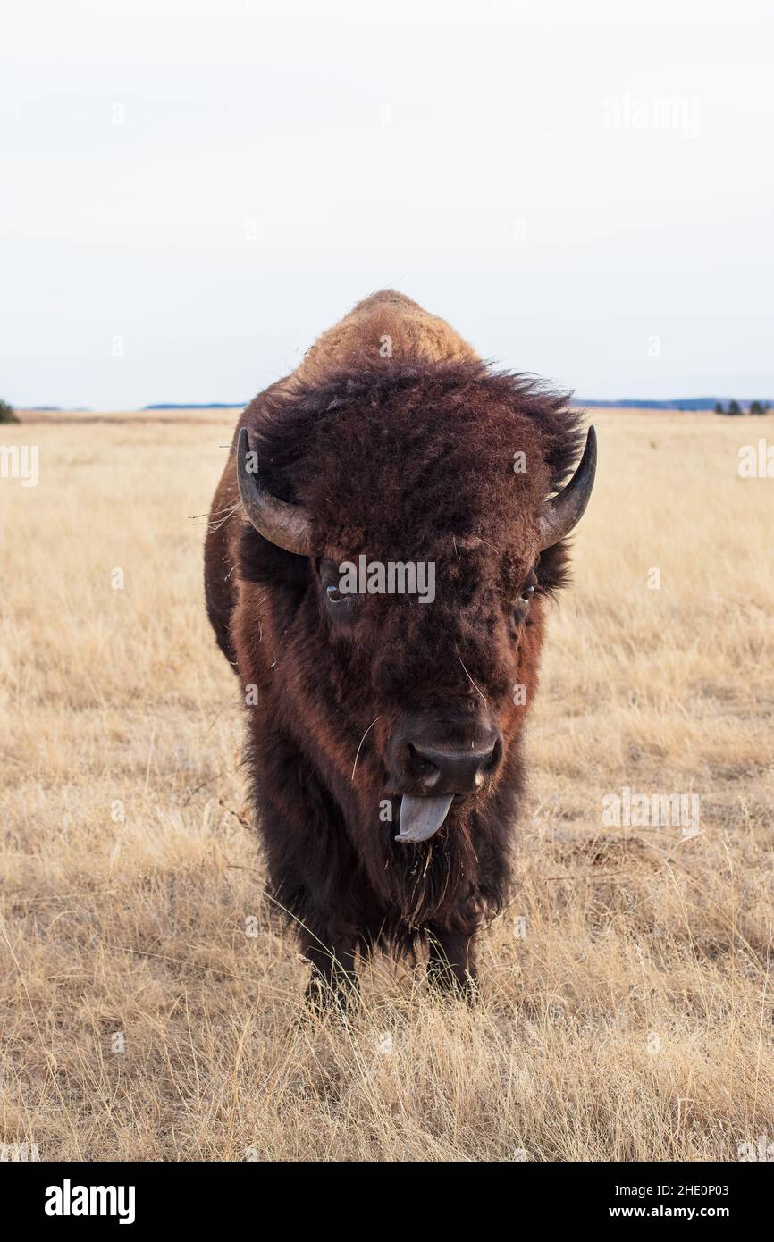 American Bison (Bison bison) bull grazing in Custer State Park, South Dakota Stock Photo