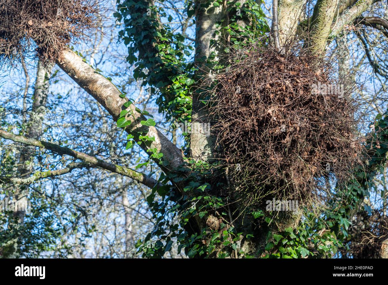 Witches broom gall growing on a birch tree (Betula species), UK, during winter Stock Photo
