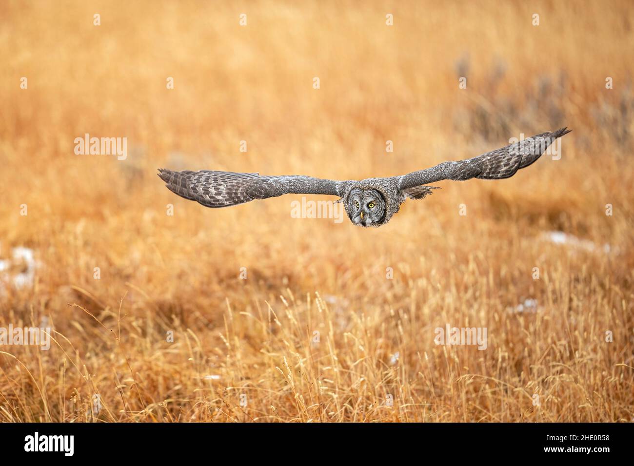 Great Grey Owl Stock Photo