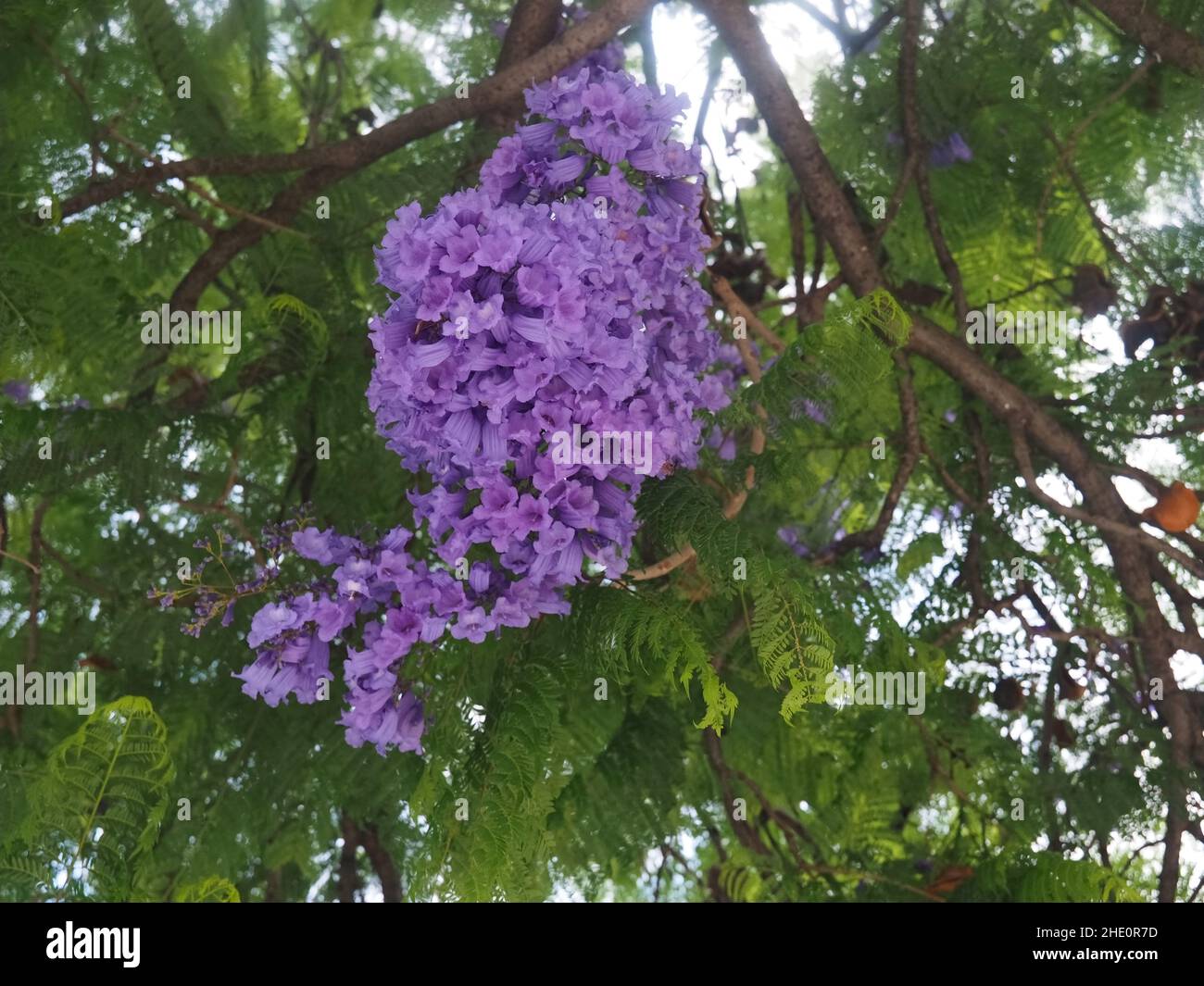 Jacaranda mimosifolia- palisander tree with violet blossoms Stock Photo