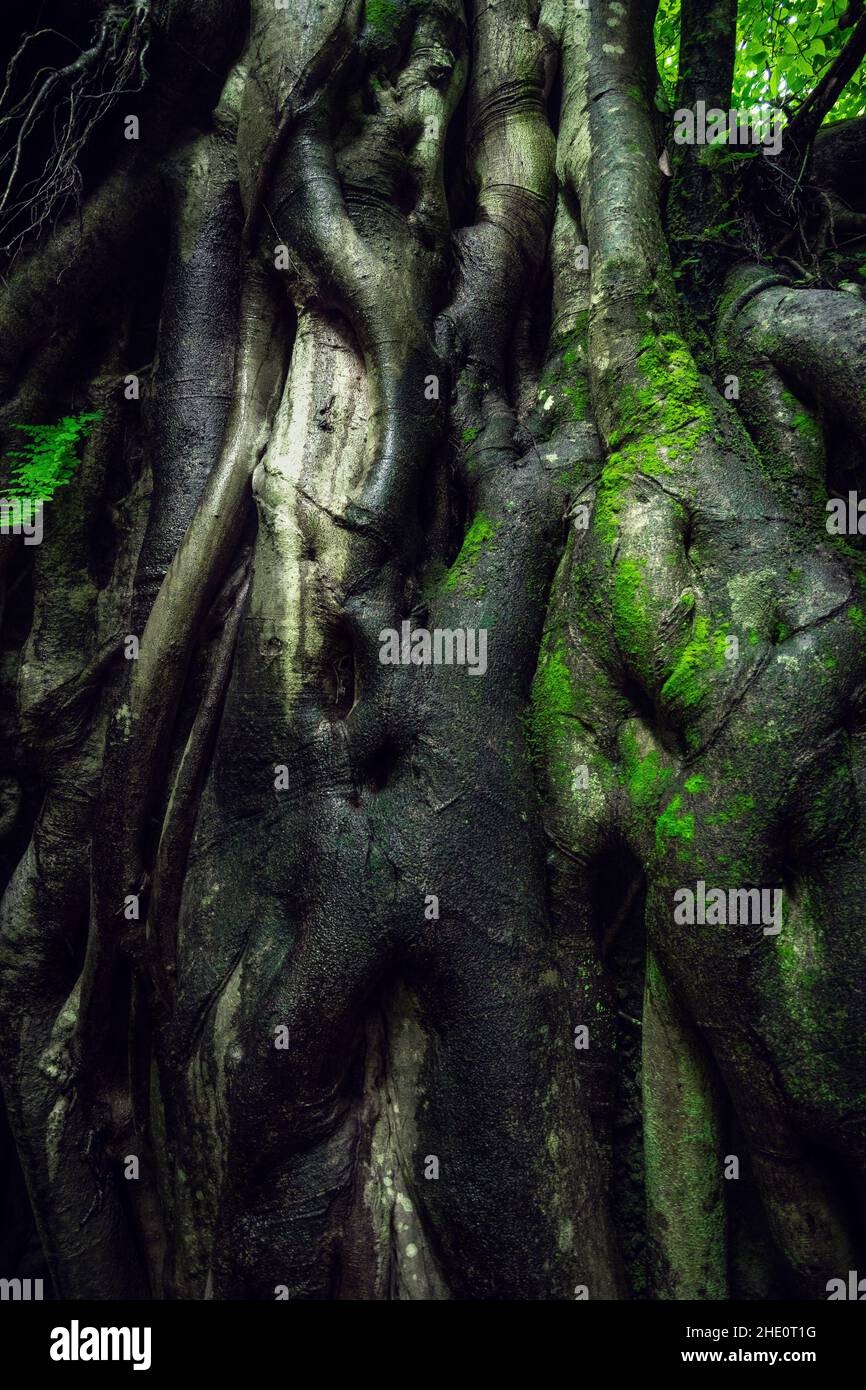 Moss covered tree roots hi-res stock photography and images - Alamy