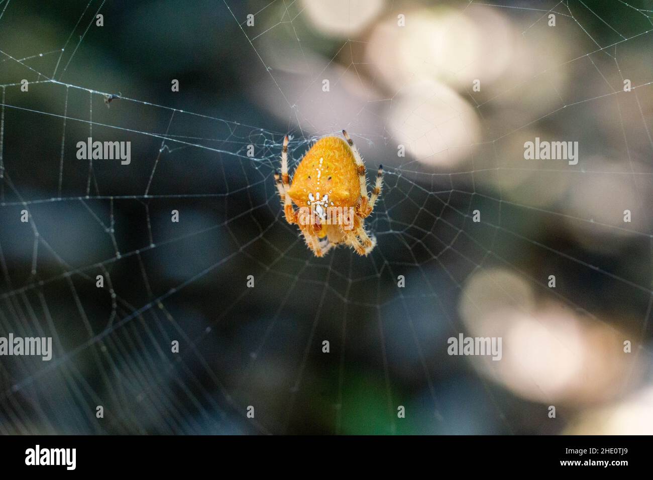 Gemmoides hires stock photography and images Alamy