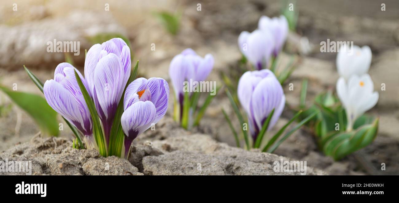 Spring crocuses is decorative flowers blooming in early spring, close-up. Can be used as a greeting card. Stock Photo