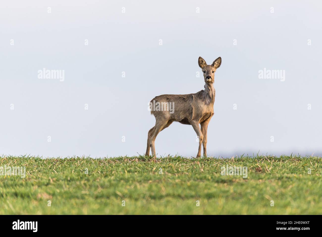 Beautiful roe deer posing hi-res stock photography and images - Alamy